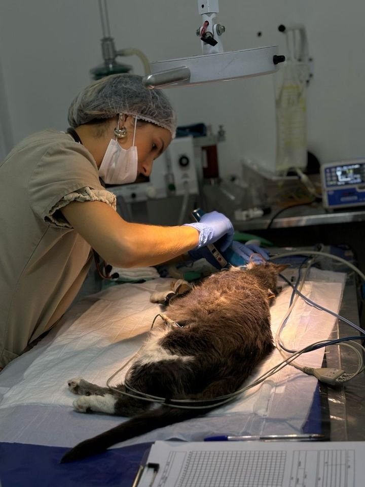 Felino sob anestesia sendo avaliado na mesa cirúrgica